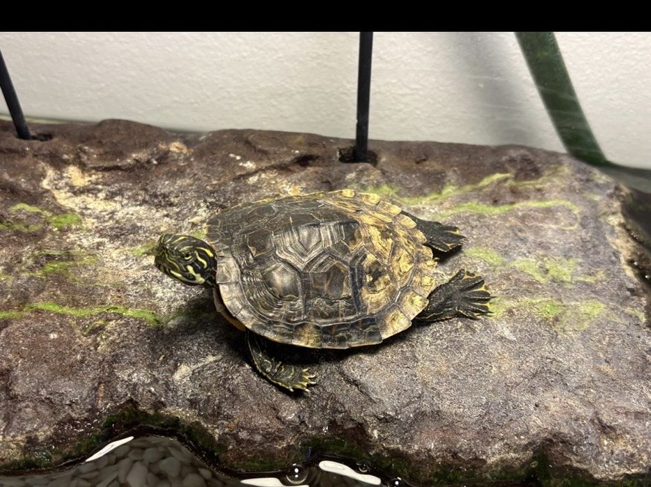 Broasca testoasa cu accesorii