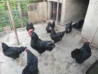 Găini și cocoși de rasă Australorp negru