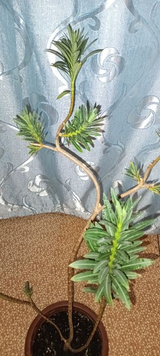 Олеандр комнатное растение