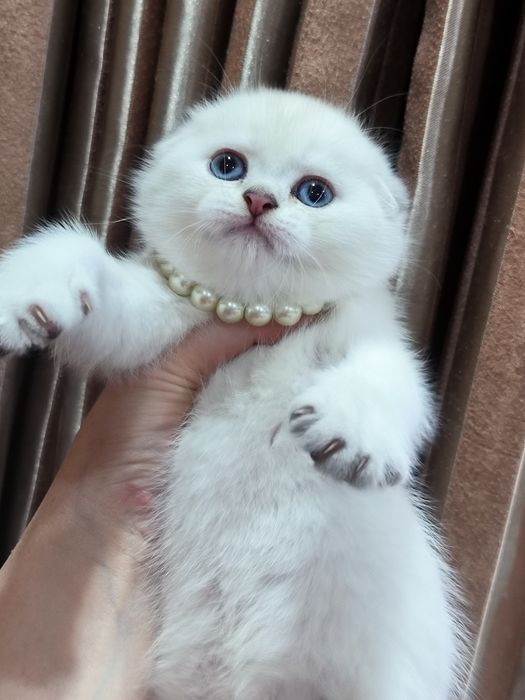 Котята от правильной вязки