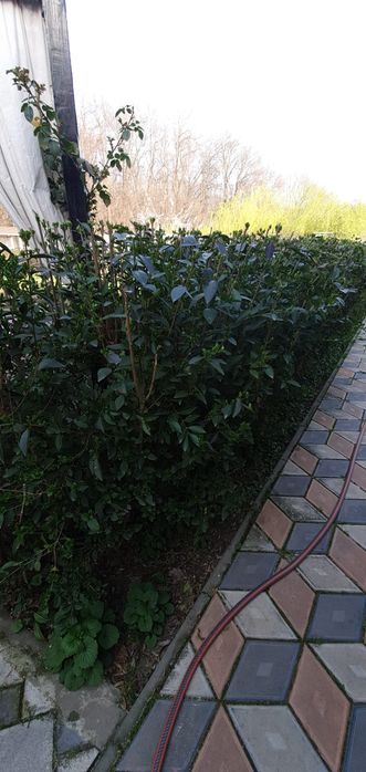 Ligustrum vulgare lemn cainesc