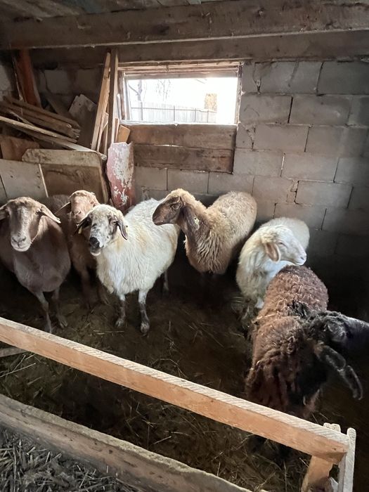 Семіз қойлар сатылады.