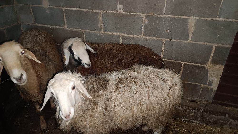 Продам барана по хорошей цене