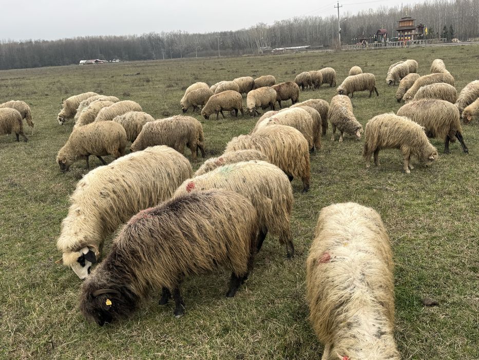 Vand oi turcana si tigaie