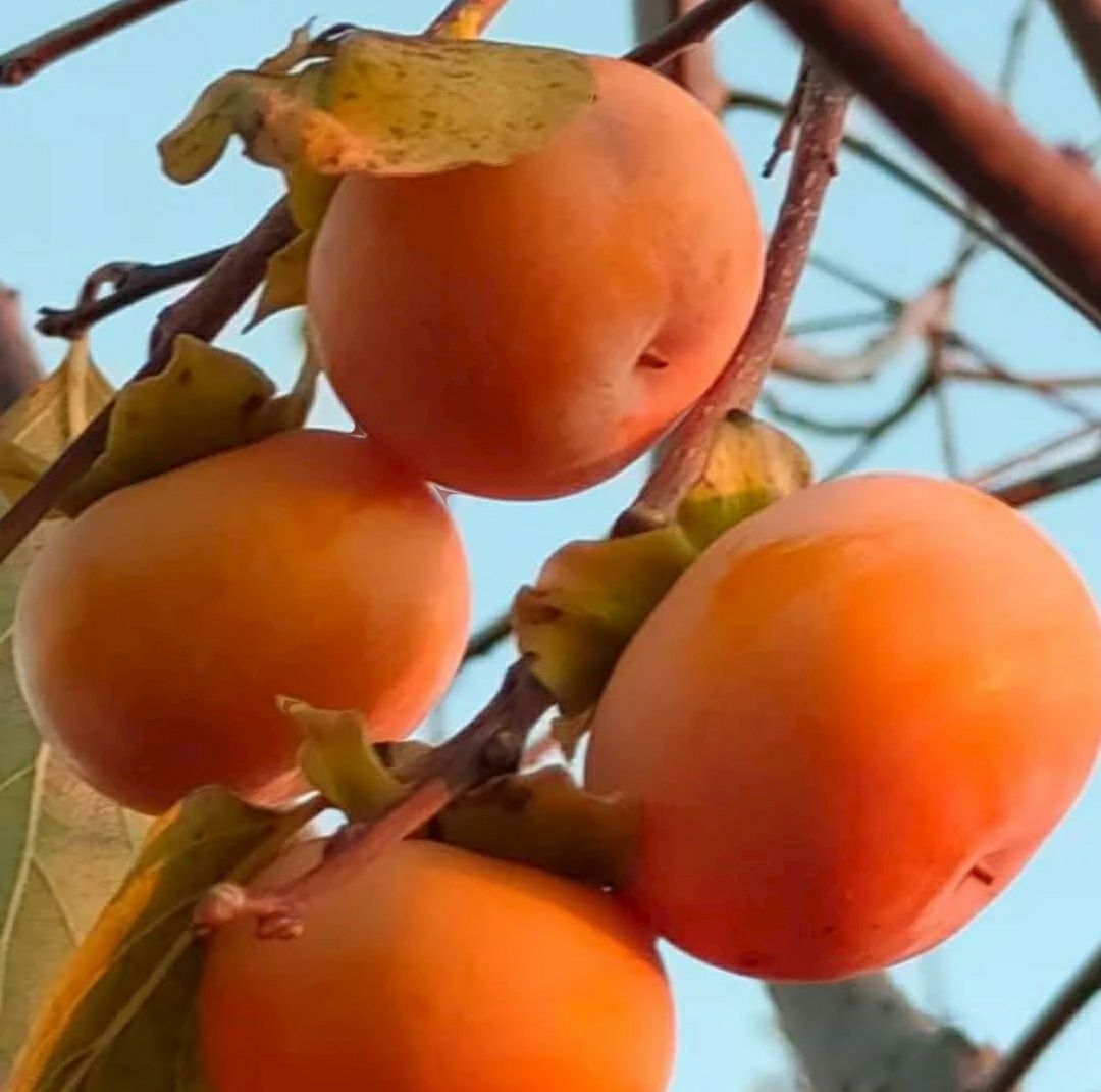 Kaki (Rosseyanka )