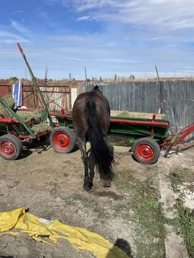 Schimb cal căruță de calitate