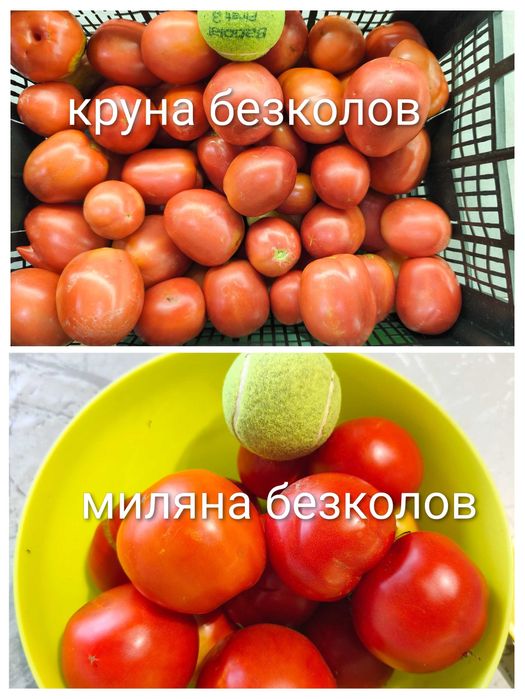 Стари селски сортове домати,краставици и други