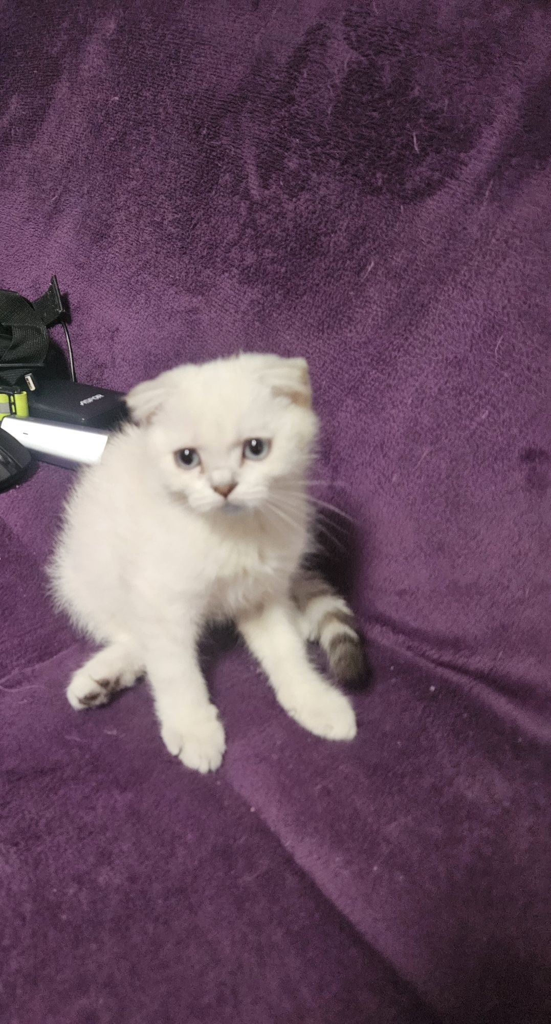 Scottish fold color point ochii albastri