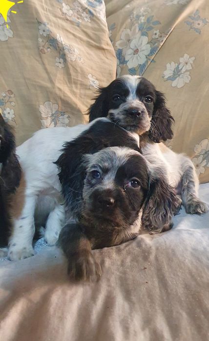 Продаются щенки русского спаниеля