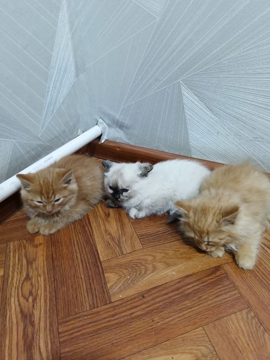 Отдам котят в добрые руки