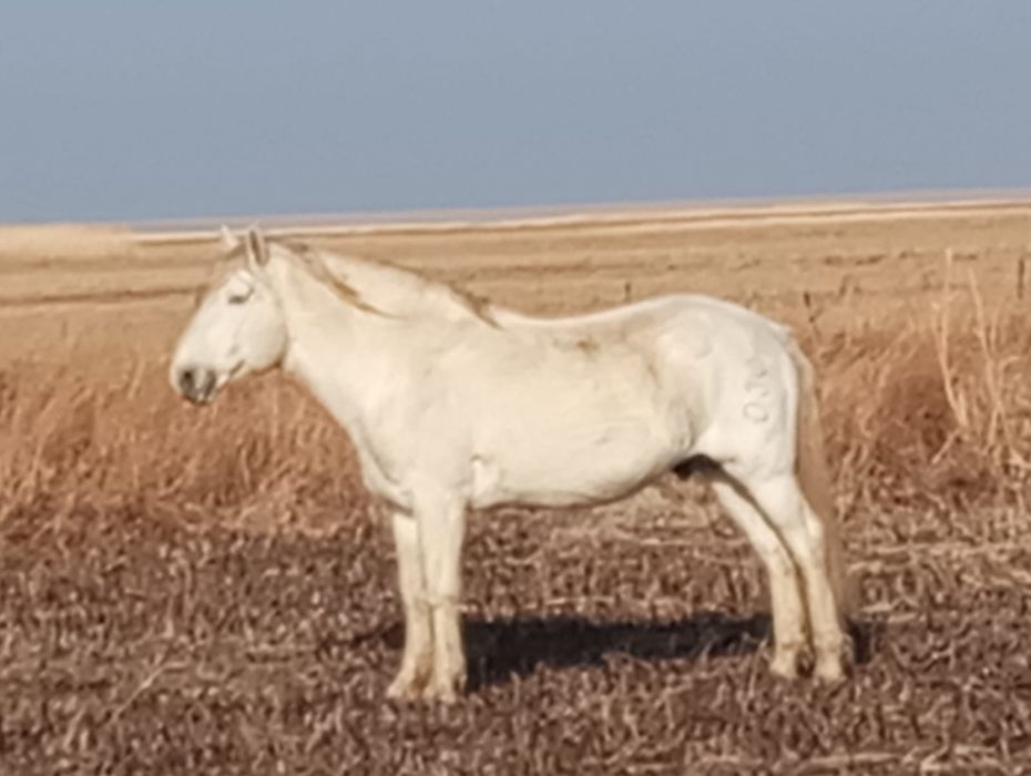 Ақшығанақ ауылында Айғыр сатылат