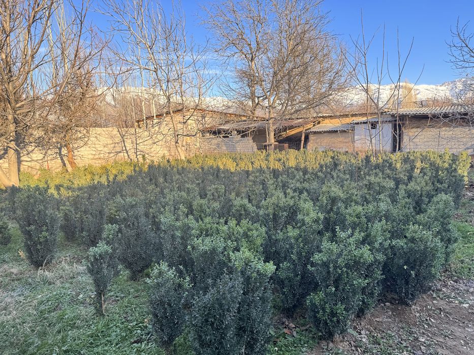 Shamshod koʻchatlari 5 yillik