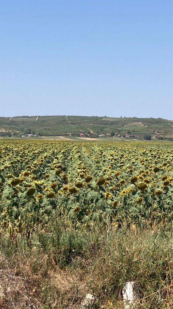 Cereale Floarea soarelui, grau porumb
