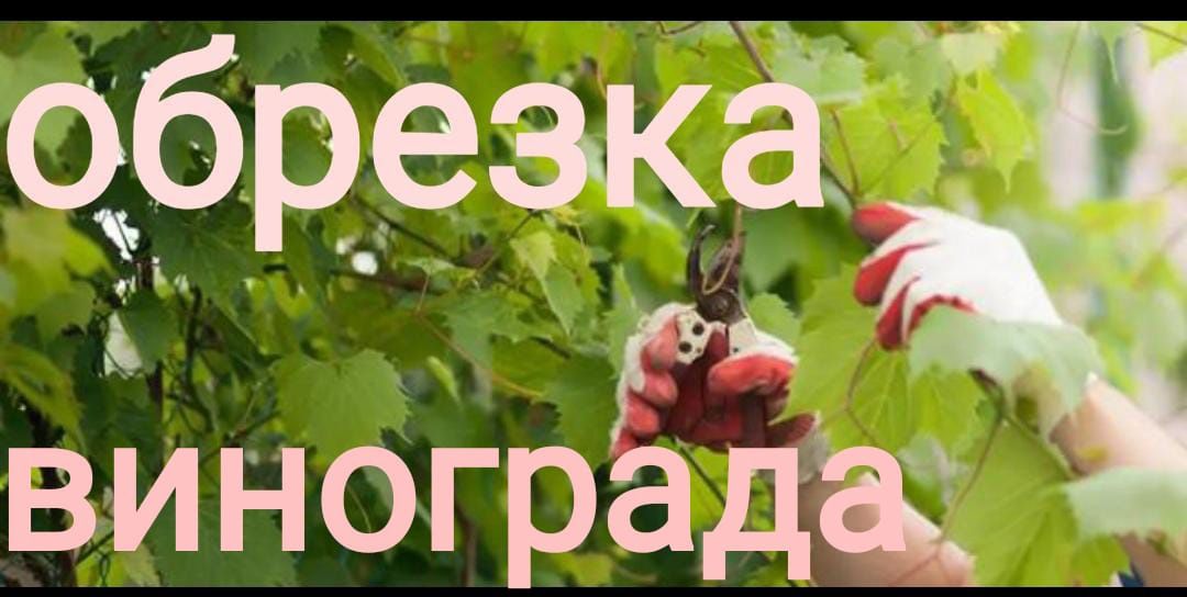 Весенняя обрезка винограда от Усмана