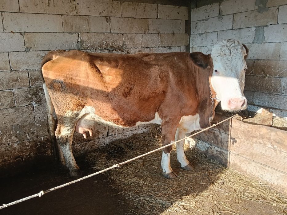 Vacă de vânzare gestantă