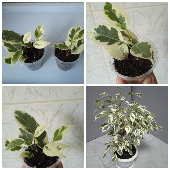 Фикусы разных сортов