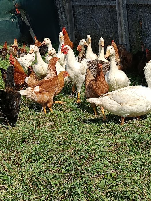 Puicuțe și rățuște