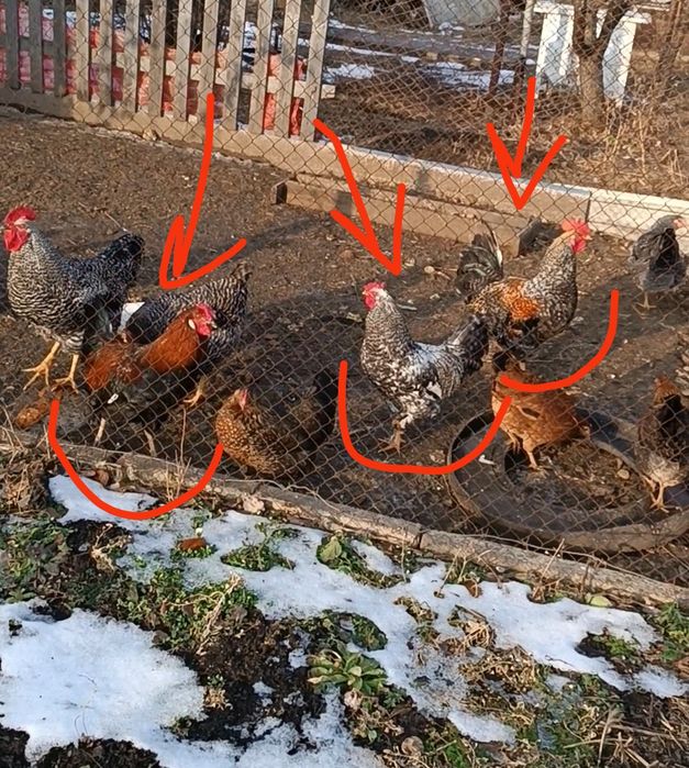 Продам петухов доминантов