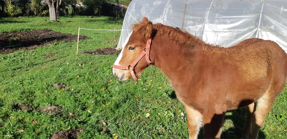 Vand manzul din imagini