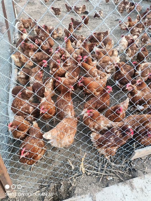 Ломан браун несушки