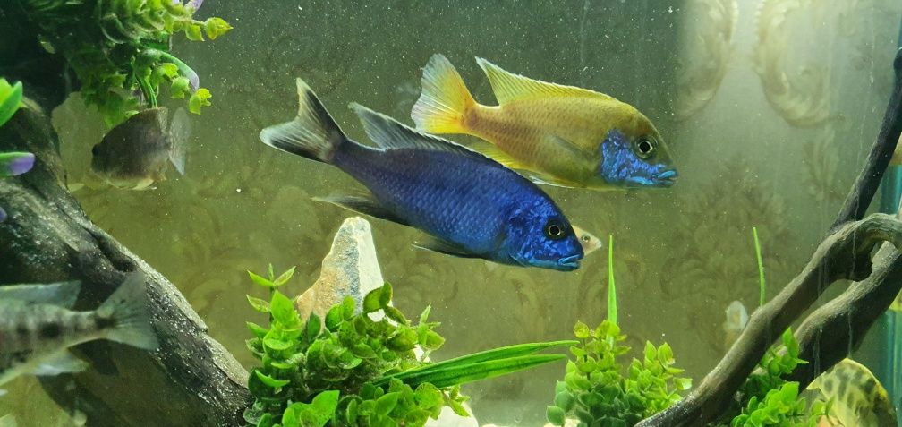 afrika cichlid sotiladi  privaznoy