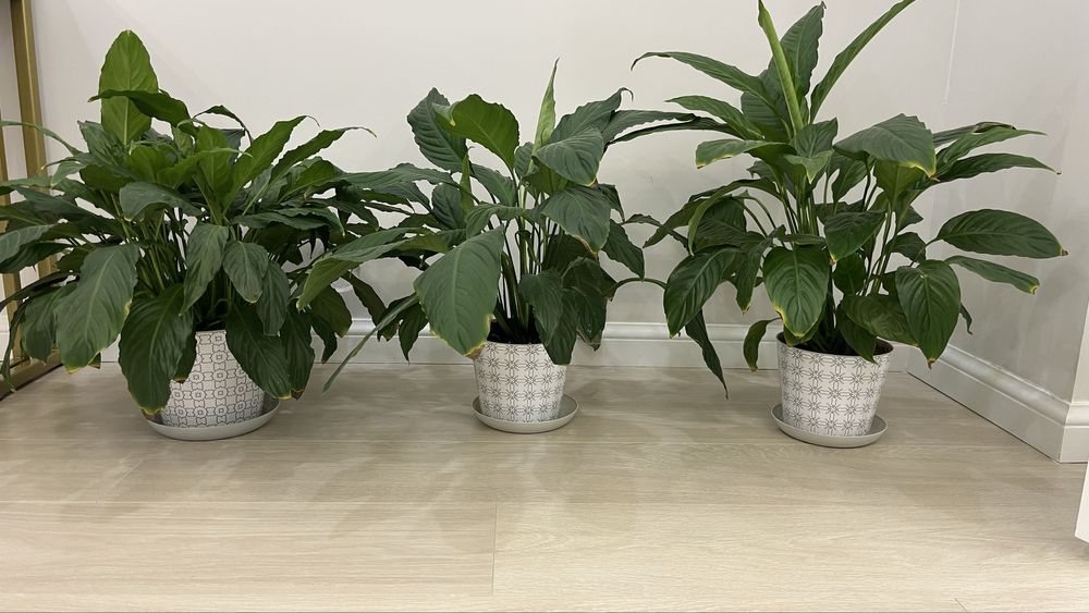 Цветы женское счастье