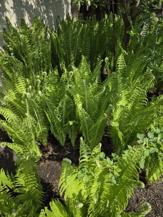 Папоротник садовый