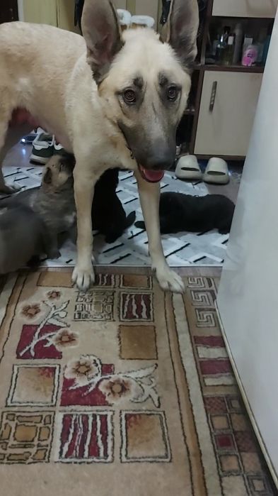 Продам щенков ВЕО (восточно европеской овчарки)