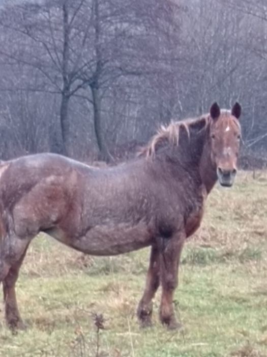 Vand Iapa gestanta de 3 luni !