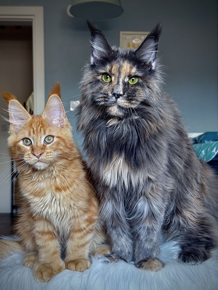 Мейн кун котенца / Мейн куун котенца / Maine coon kittens
