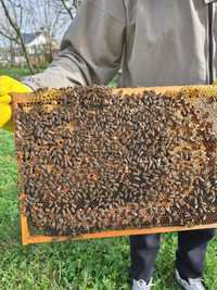 Familii albine 40 familii