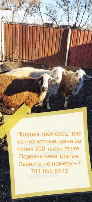 Продам трёх овец, две из них котные, порозонь цены другие,