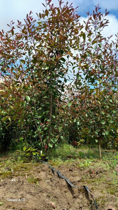 Photinia Red Robin 2,5 m