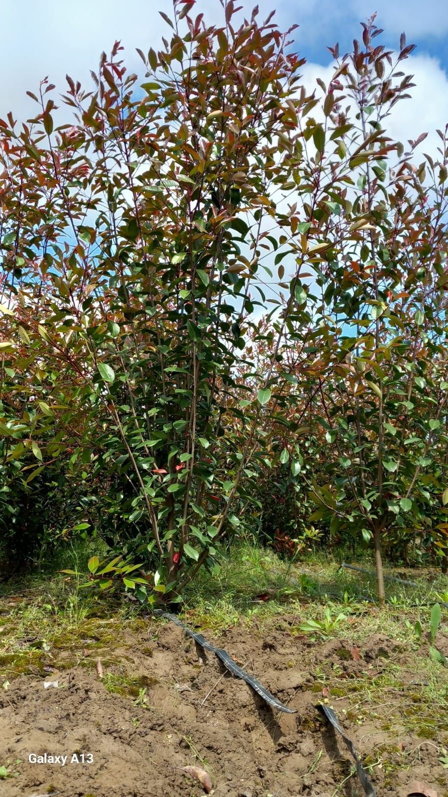 Photinia Red Robin 2,5 m