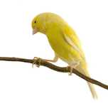 Vand canari de cantec Rolleri