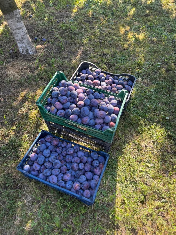 Prune diverse soiuri