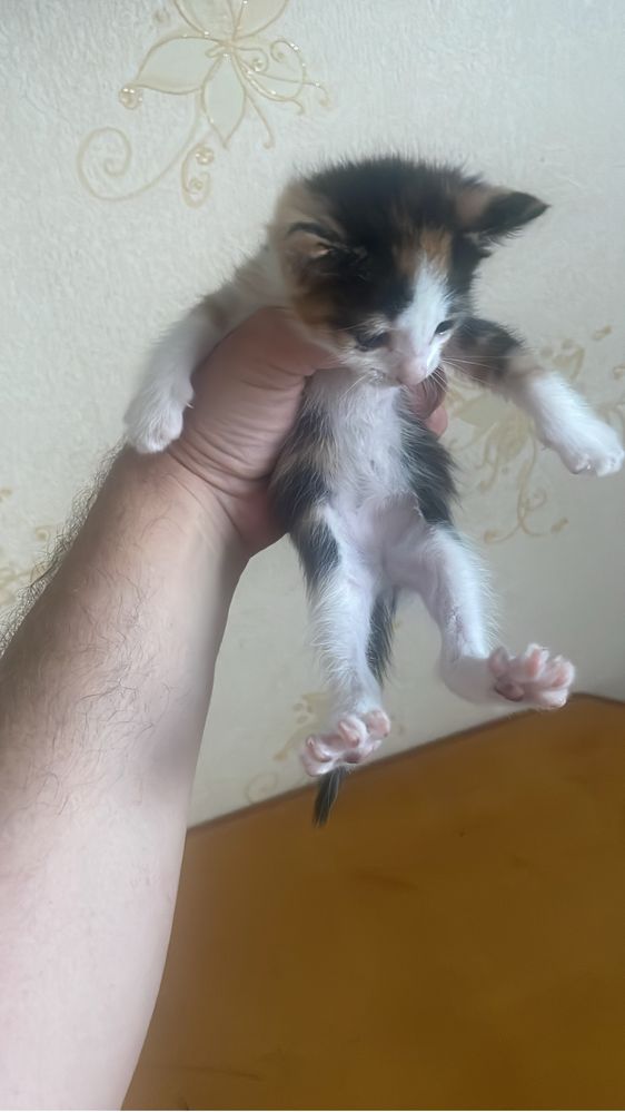 Котята 5 шт бесплатно