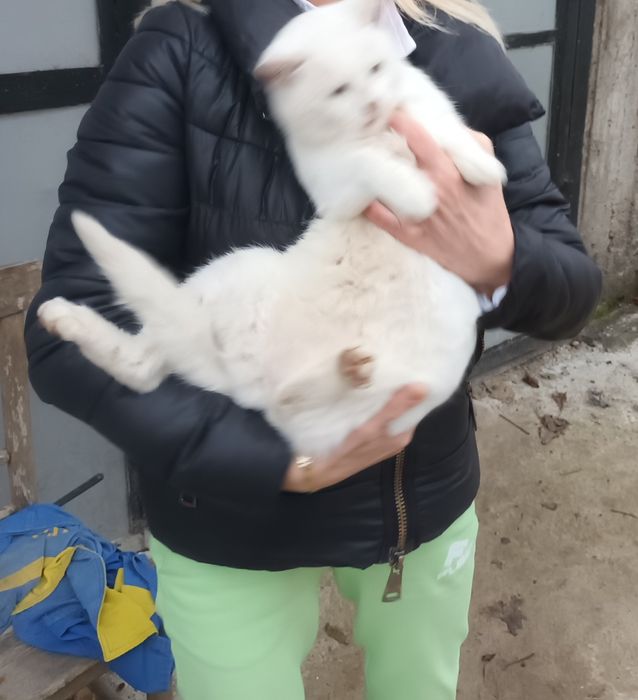 Подарява се котенце