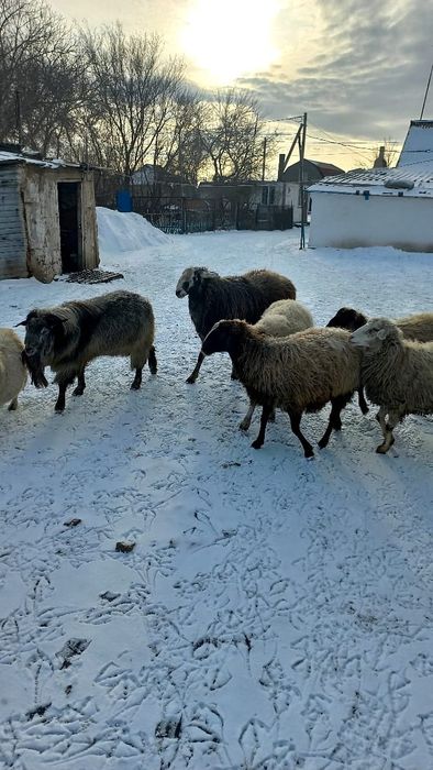 Продам баранов жирных