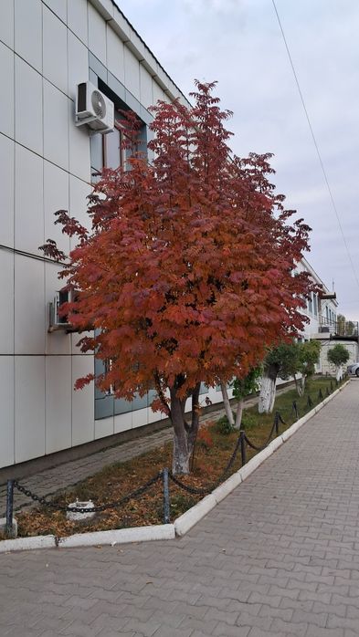 бирге туруга 2 кыз шакырам