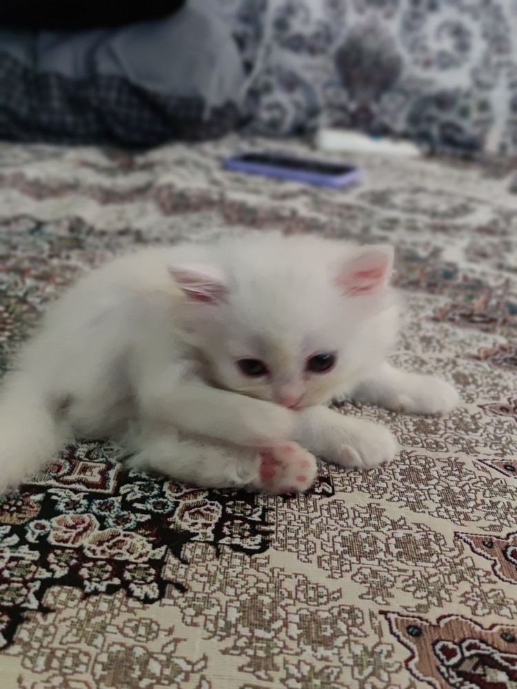 Продаются котята.