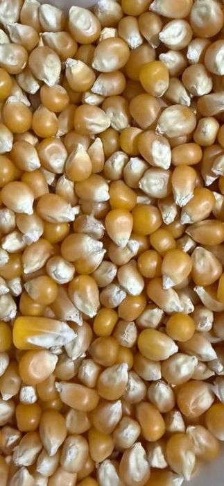 Поп корн для продаж