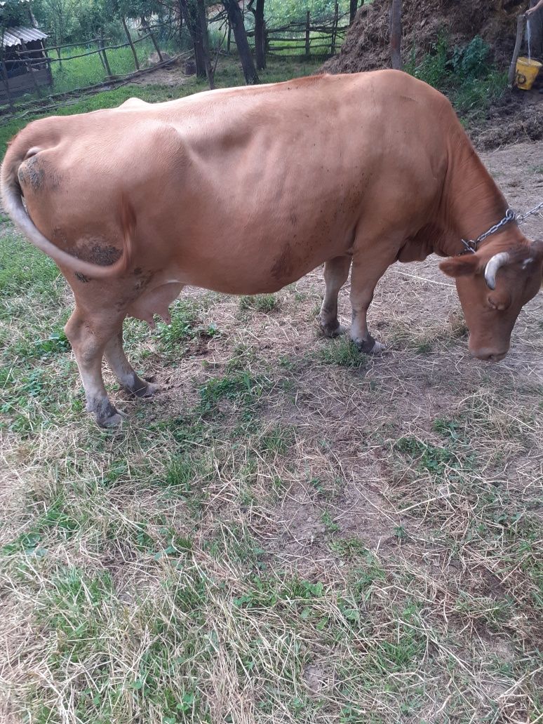 Vând vaca cu lapte