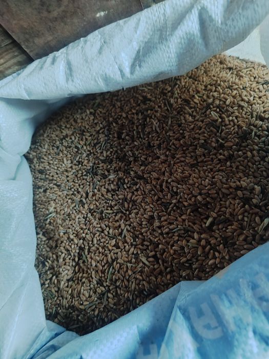 Продам зерно отход