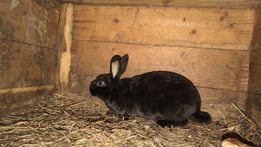 Vând iepuroi rex pitic