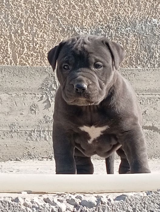 Пидбуль щенок продается