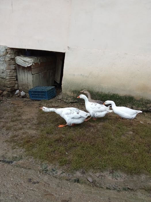 Gâște de vanzare