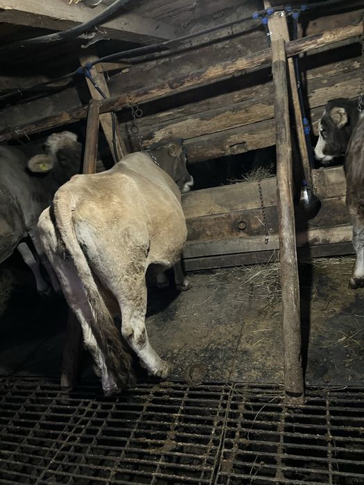 Vind vaca buna de lapte