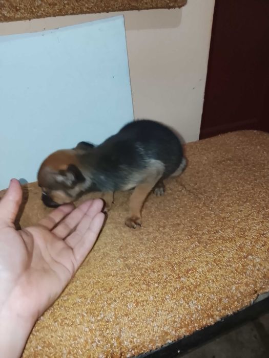 Здравейте, продавам тези две сладки пинчерчета