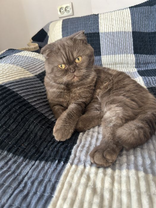 Шотландский вислоухих кот на сутки